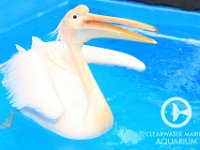 CMA-Ricky The Pelican